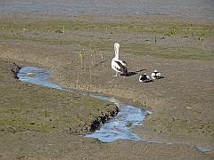 Cairns08