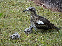 Cairns10