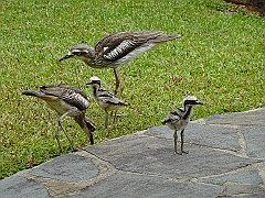 Cairns12