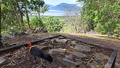 Cairns045
