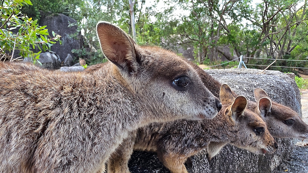 Cairns064.jpg